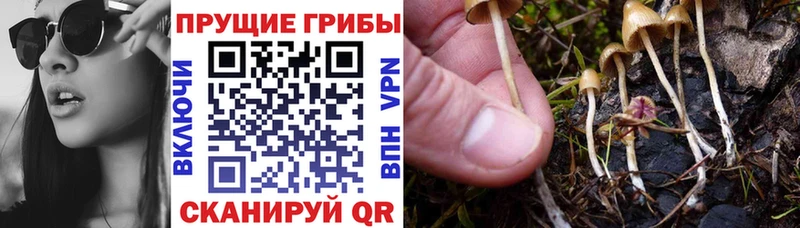Галлюциногенные грибы Psilocybine cubensis  закладка  Донской 